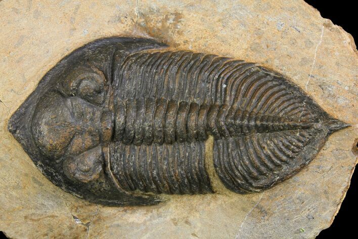 Bargain, Zlichovaspis Trilobite - Atchana, Morocco #138063